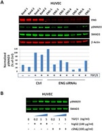 CD105 (Endoglin) Antibody in Western Blot (WB)