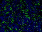 CD11b Antibody in Immunohistochemistry (Paraffin) (IHC (P))