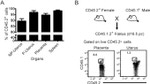 CD45.2 Antibody in Flow Cytometry (Flow)