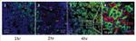 CD11c Antibody in Immunohistochemistry (IHC)