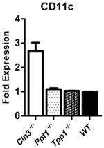 CD11c Antibody in Flow Cytometry (Flow)