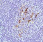 CD138 Antibody in Immunohistochemistry (Paraffin) (IHC (P))