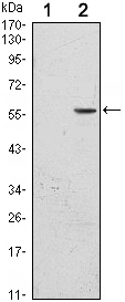 B7-H3 Antibody in Western Blot (WB)