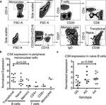 CD38 Antibody in Flow Cytometry (Flow)