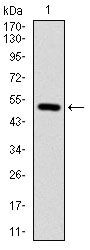 ITGB1 Antibody in Western Blot (WB)