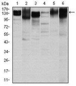 ITGB1 Antibody in Western Blot (WB)