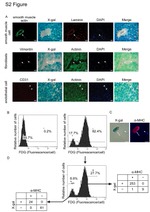 CD31 (PECAM-1) Antibody in Immunocytochemistry (ICC/IF)