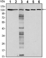 E-cadherin Antibody in Western Blot (WB)