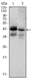 EpCAM Antibody in Western Blot (WB)