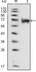 FGFR1 Antibody in Western Blot (WB)