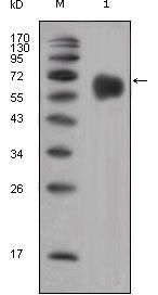 FGFR4 Antibody in Western Blot (WB)