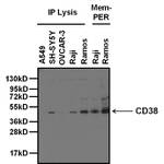 CD38 Antibody in Western Blot (WB)