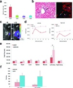 CD3e Antibody in Immunohistochemistry (IHC)