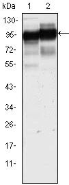 CD44 Antibody in Western Blot (WB)