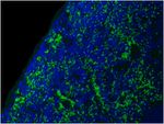 CD44 Antibody in Immunohistochemistry (Paraffin) (IHC (P))