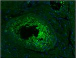 CD45R Antibody in Immunohistochemistry (Paraffin) (IHC (P))