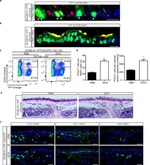 CD45 Antibody in Immunohistochemistry (IHC)