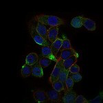 CD59 Antibody in Immunocytochemistry (ICC/IF)