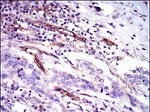 CD59 Antibody in Immunohistochemistry (Paraffin) (IHC (P))