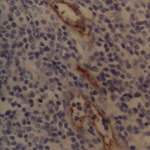 P-Selectin Antibody in Immunohistochemistry (Paraffin) (IHC (P))