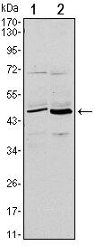 CD86 Antibody in Western Blot (WB)