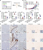 CD8a Antibody in Immunohistochemistry (IHC)