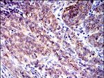 CD9 Antibody in Immunohistochemistry (Paraffin) (IHC (P))