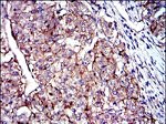 CD9 Antibody in Immunohistochemistry (Paraffin) (IHC (P))