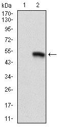 CD9 Antibody in Western Blot (WB)