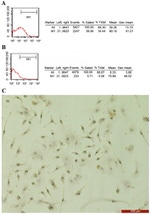 CD90.1 (Thy-1.1) Antibody in Flow Cytometry (Flow)