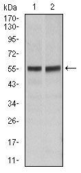 FAS Antibody in Western Blot (WB)