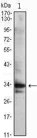 CDK1 Antibody in Western Blot (WB)