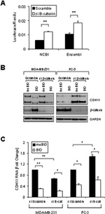 CDH11 Antibody in Western Blot (WB)