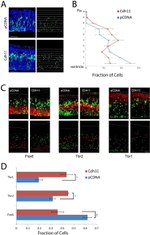 CDH11 Antibody in Immunohistochemistry (IHC)