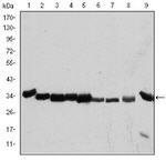 CDK1 Antibody in Western Blot (WB)