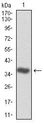 CDK2 Antibody in Western Blot (WB)