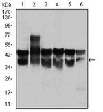 CDK2 Antibody in Western Blot (WB)