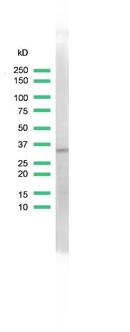 CDK2 Antibody in Western Blot (WB)