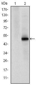 CDK9 Antibody in Western Blot (WB)