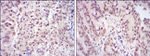 CDK9 Antibody in Immunohistochemistry (Paraffin) (IHC (P))