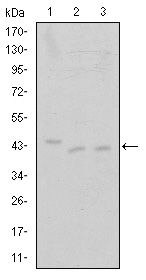 CDK9 Antibody in Western Blot (WB)