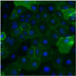 CEA Antibody in Immunocytochemistry (ICC/IF)