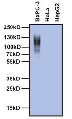 CEA Antibody in Western Blot (WB)