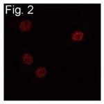 C/EBP beta Antibody in Immunocytochemistry (ICC/IF)