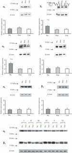 ATP1A3 Antibody in Western Blot (WB)