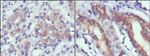 CER1 Antibody in Immunohistochemistry (Paraffin) (IHC (P))