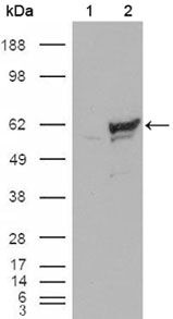 Chk1 Antibody in Western Blot (WB)