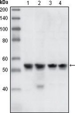 Chk1 Antibody in Western Blot (WB)