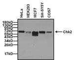 CHK2 Antibody in Western Blot (WB)