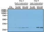 CHOP Antibody in Western Blot (WB)